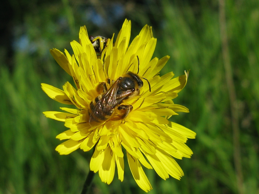 imenottero 3: femmina di Halictus sp.